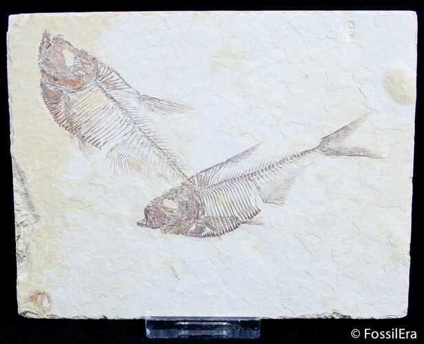 Double Diplomystus Fossil Fish Plate #2545